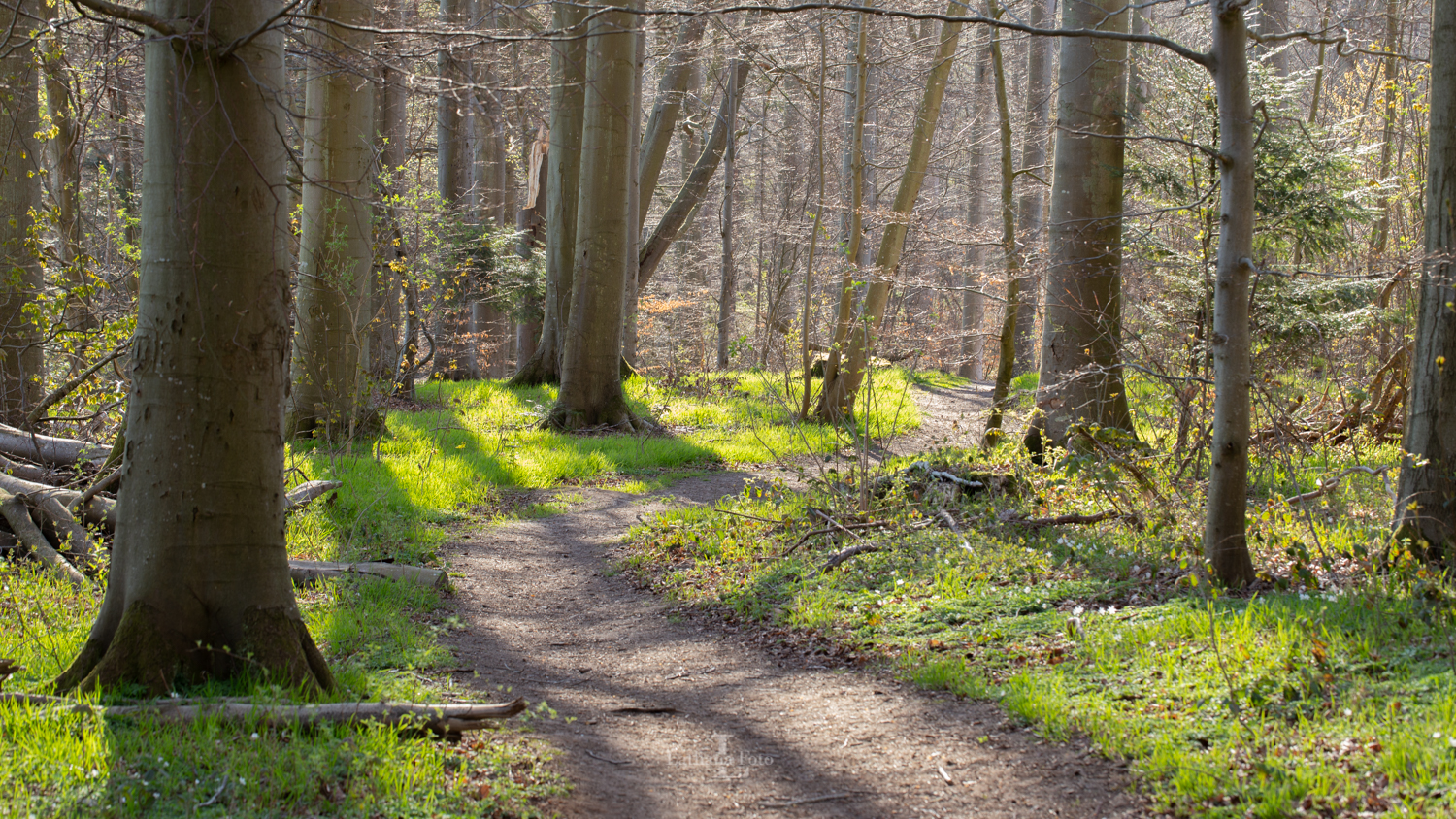 180419 Høve skov