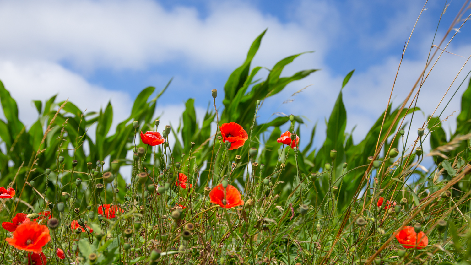 090719 Markblomster
