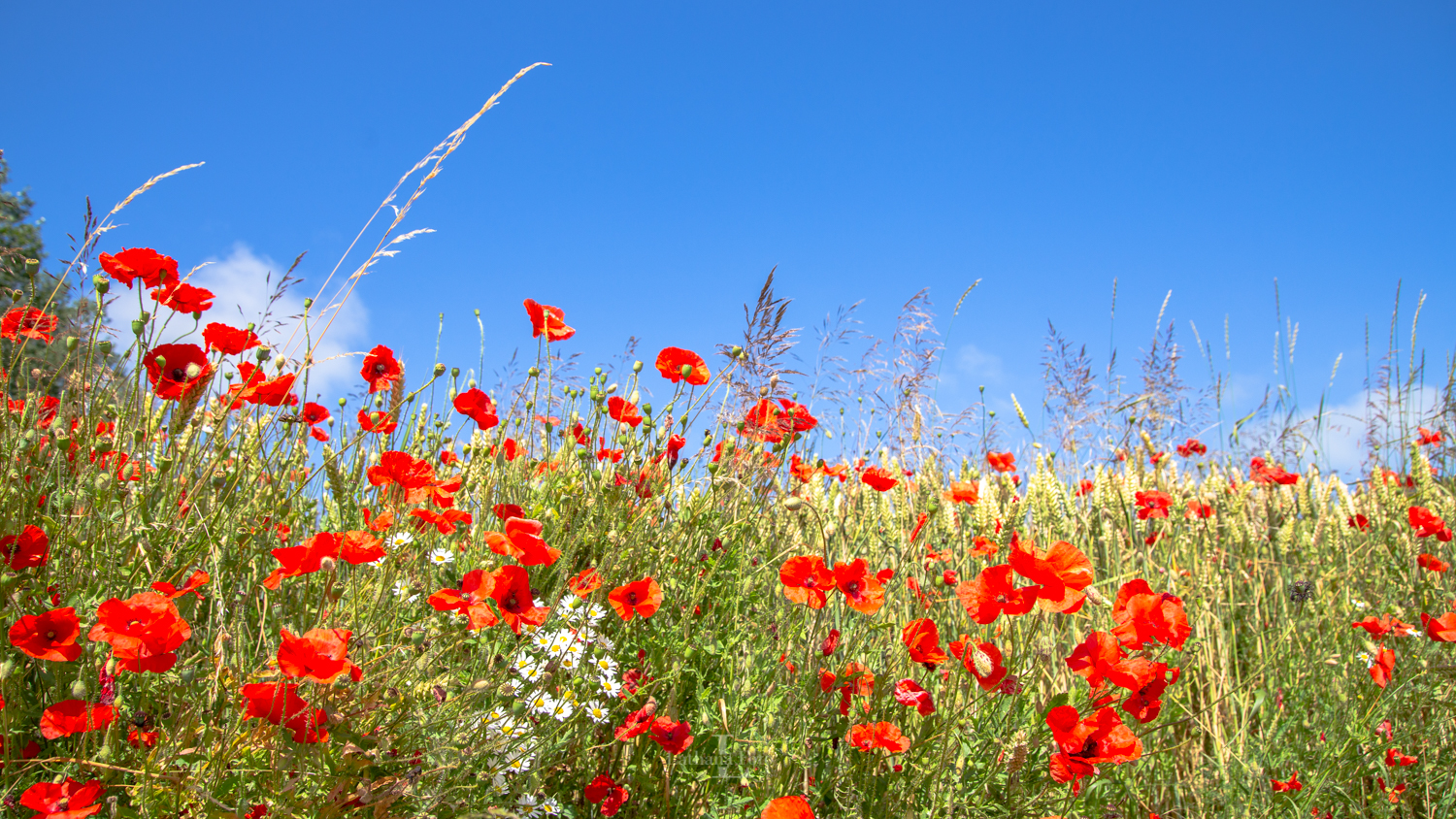 090719 Markblomster