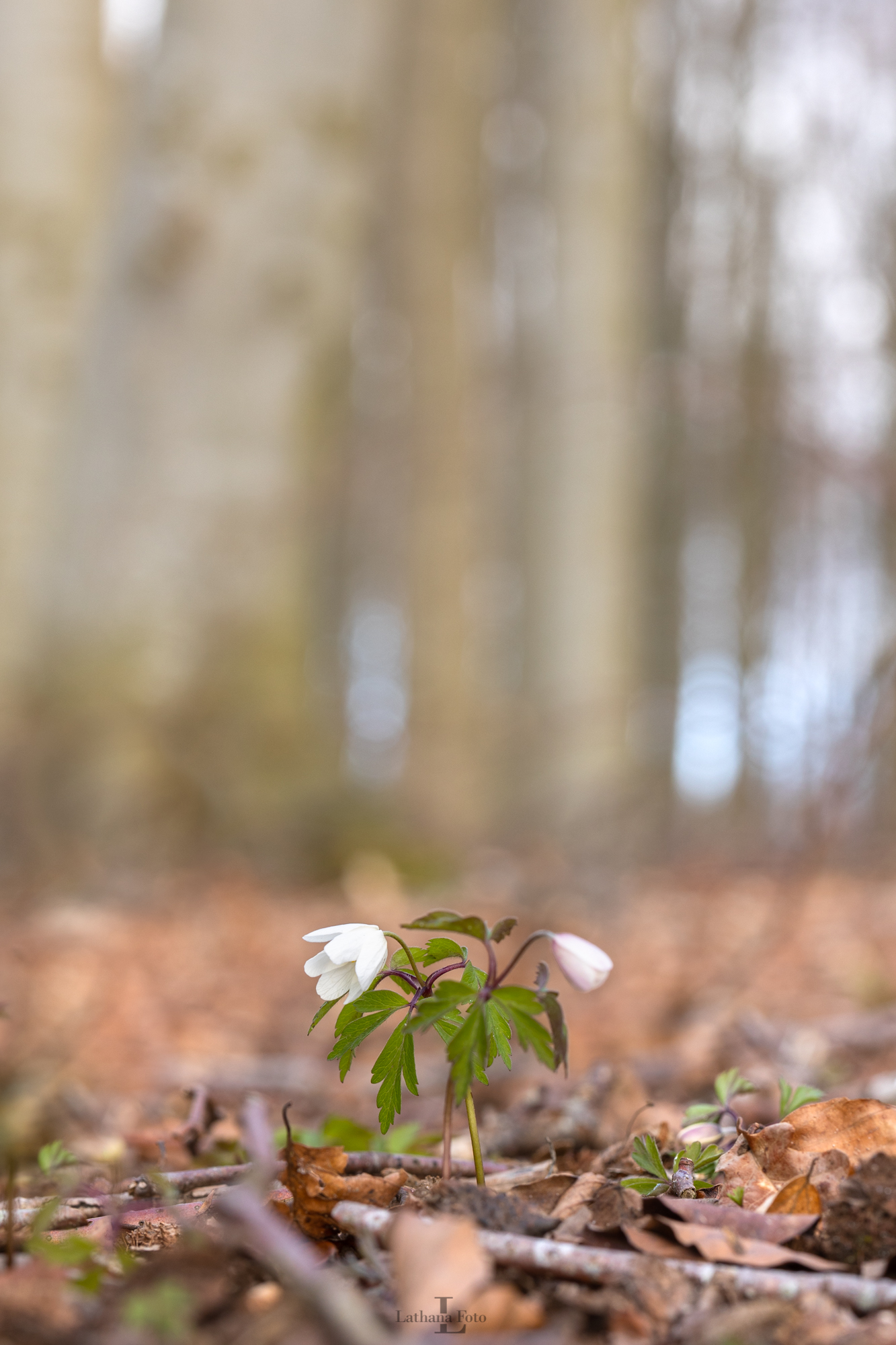 Anemone Kongsøre skov 130421 1