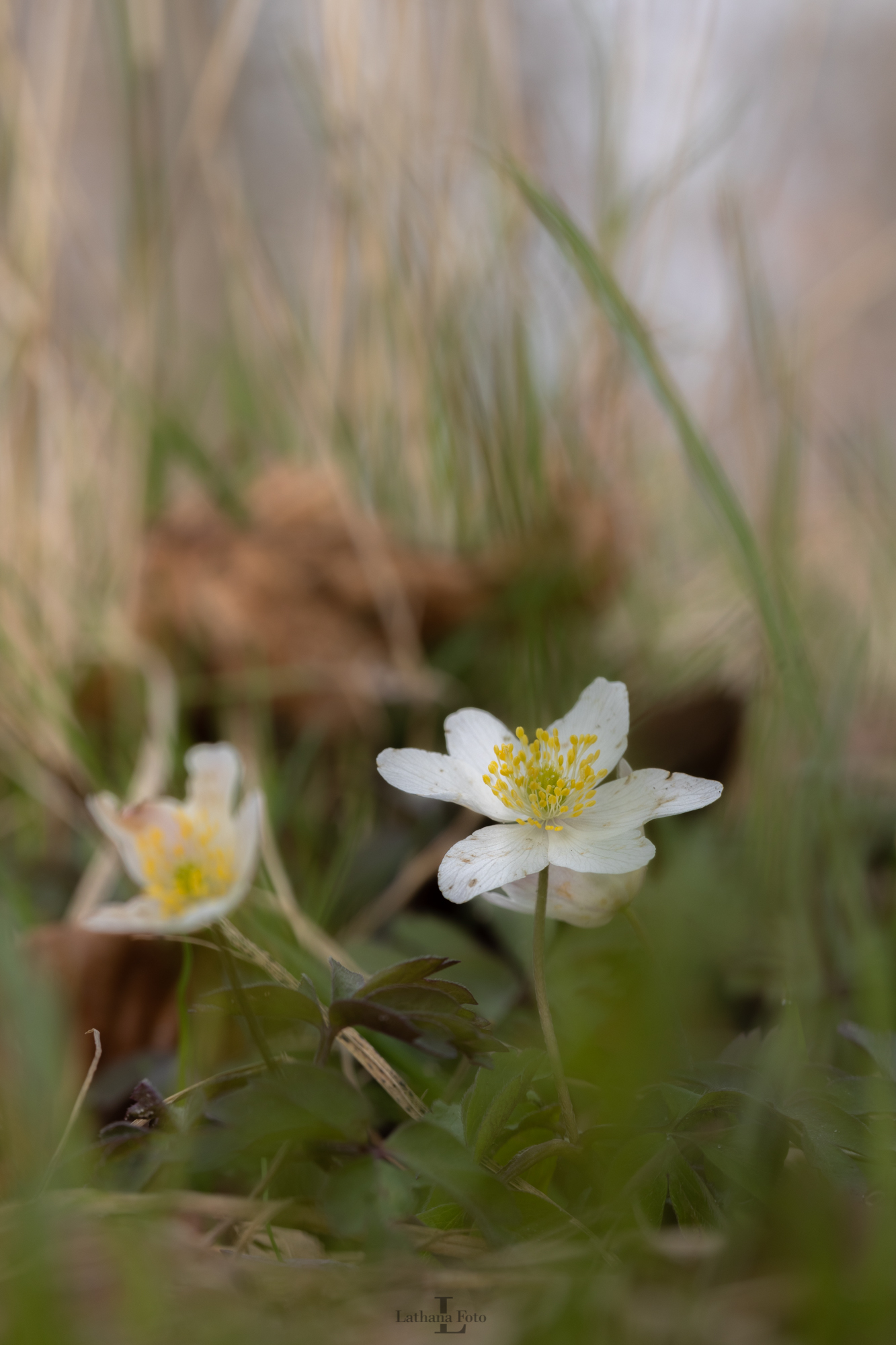 Anemone Kongsøre skov 130421 3