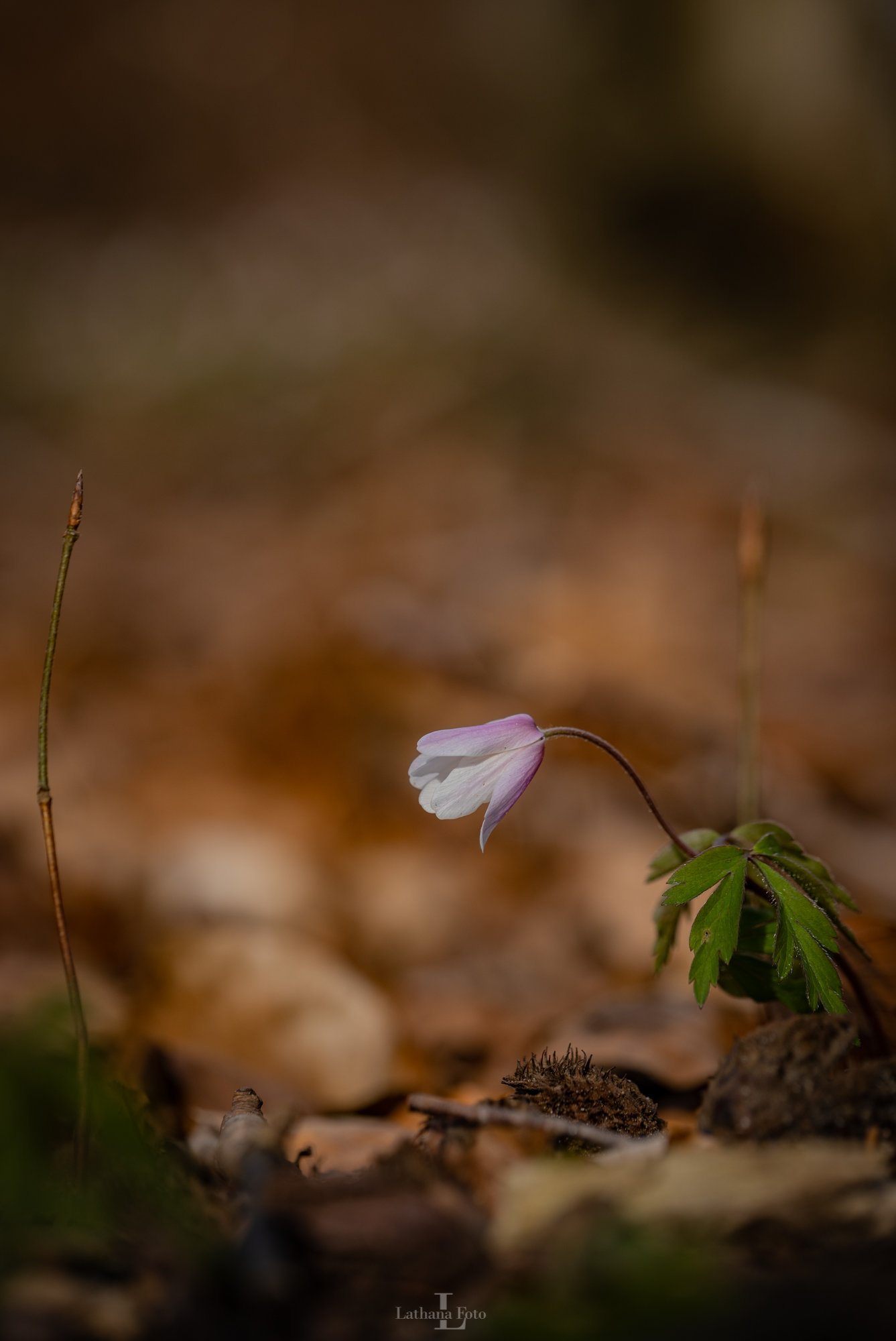 Anemone Kongsøre skov 130421 4-2