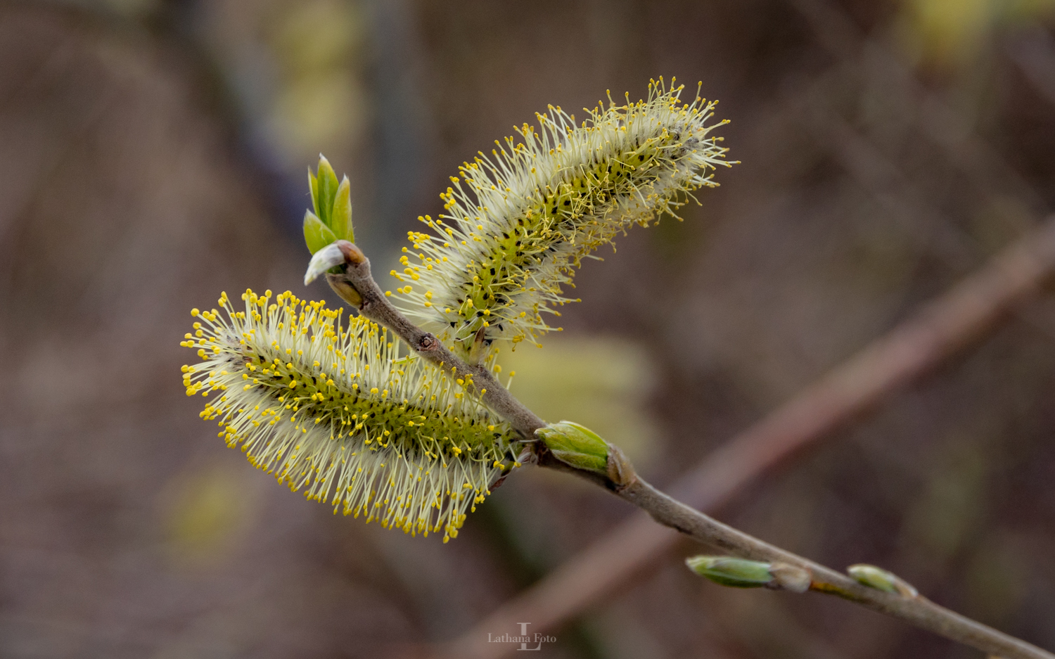 Enghaveskoven 170421 1