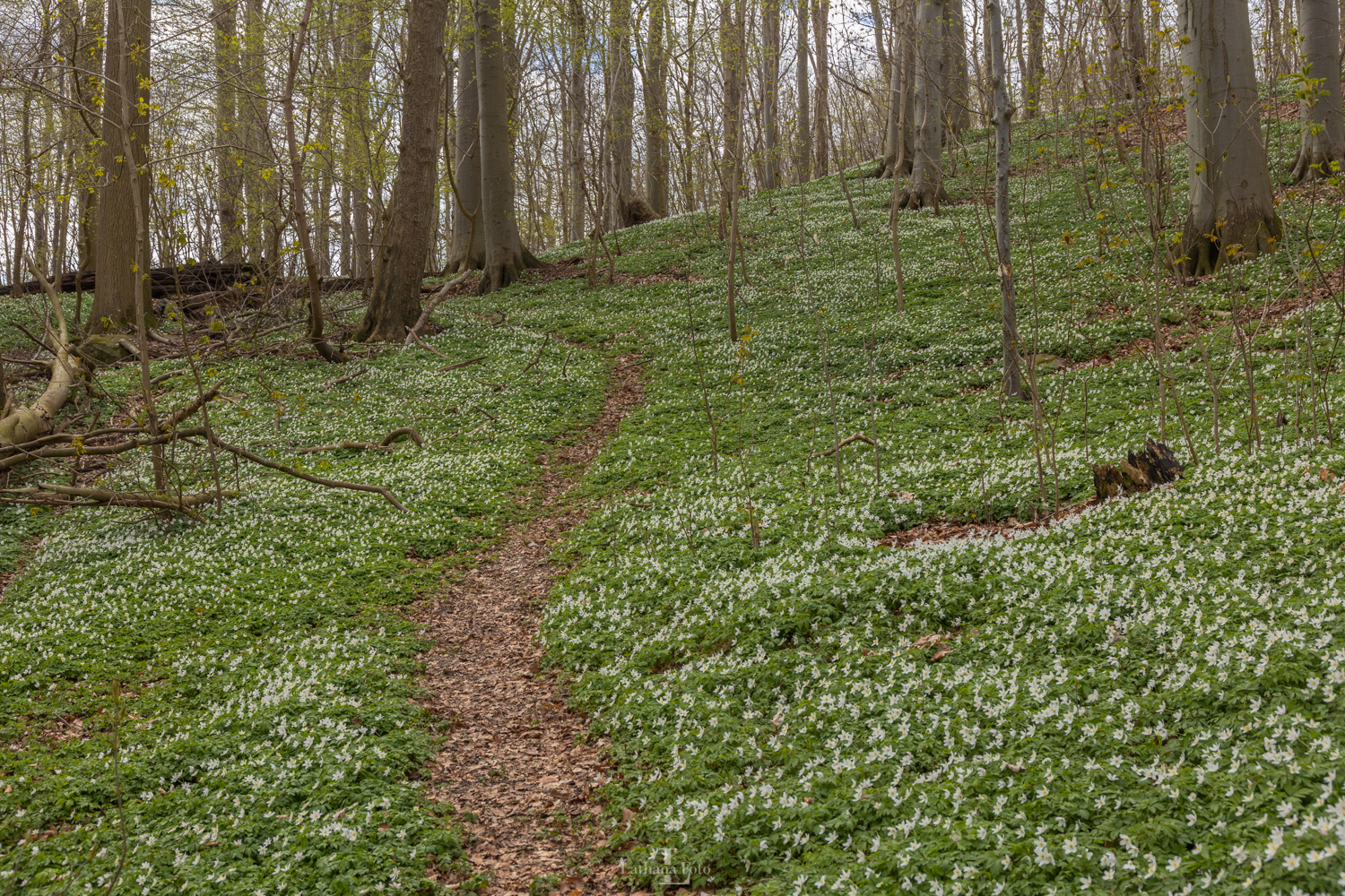Høve skov 230421 11