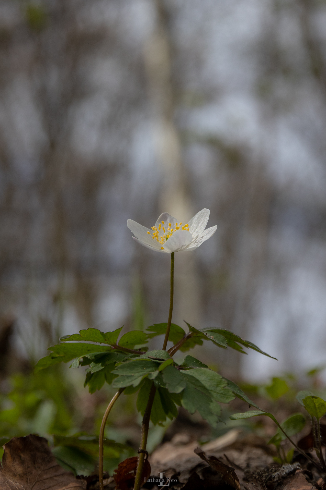 Høve skov 230421 8