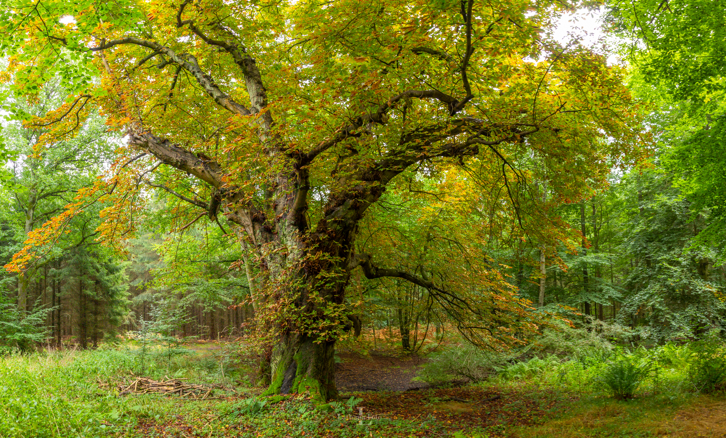 Stokkebjerg skov 260920 3