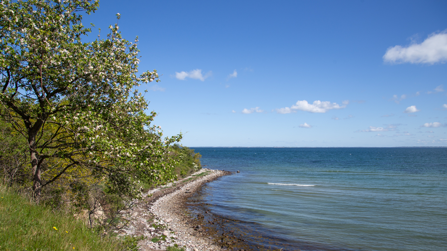 ordrup næs 140520 2