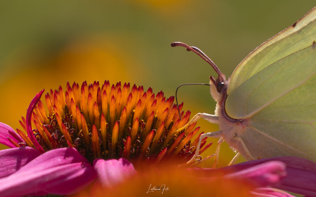 020824 citronsommerfugl mg1730 2-
