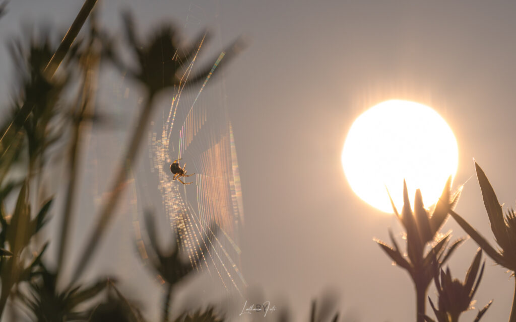 170623 edderkop og morgensol-1041