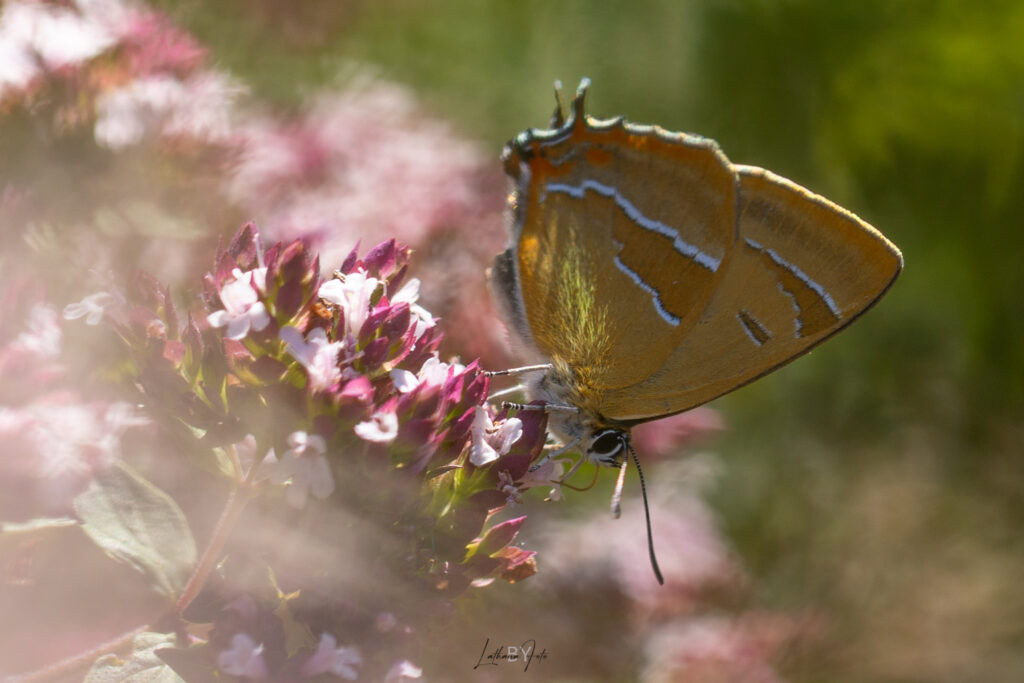 280723 guldhale i haven -7043