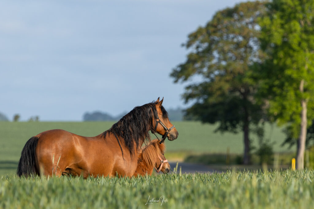 hest 040623-0872