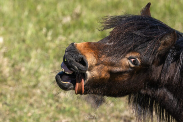 hest 240426 mg-8805