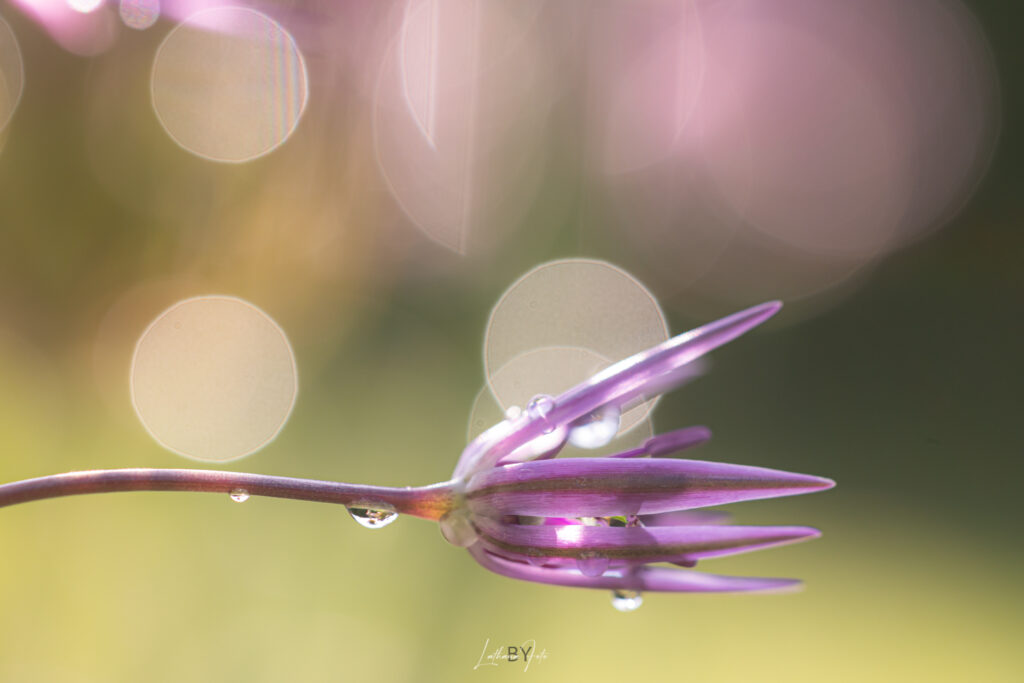 bokeh 230525 mg0667-0667