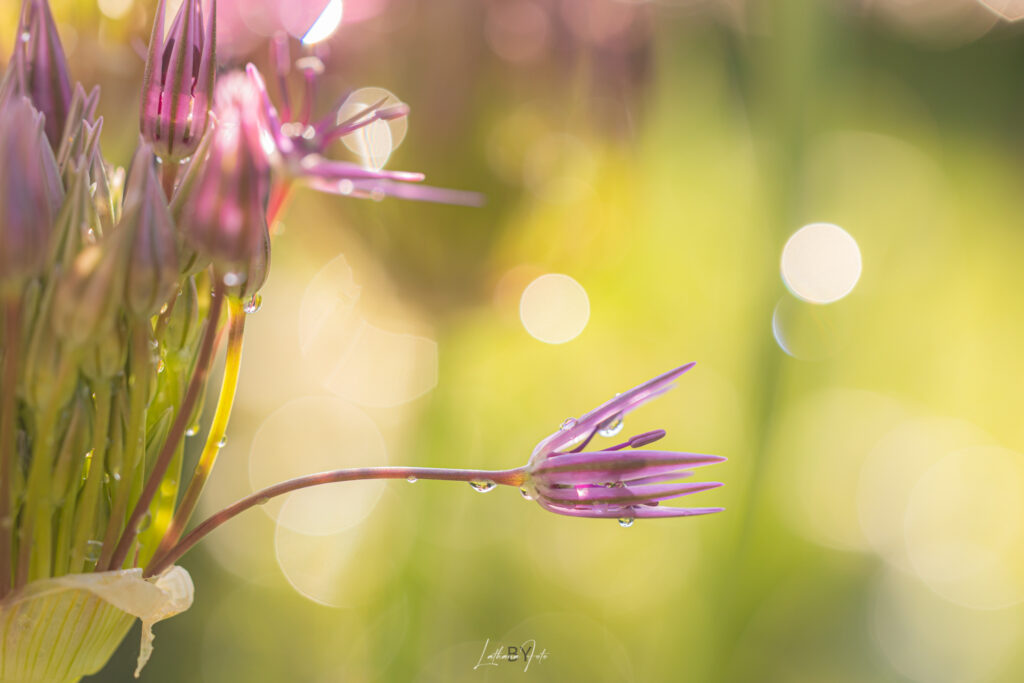 bokeh 230525 mg0708 2-0708