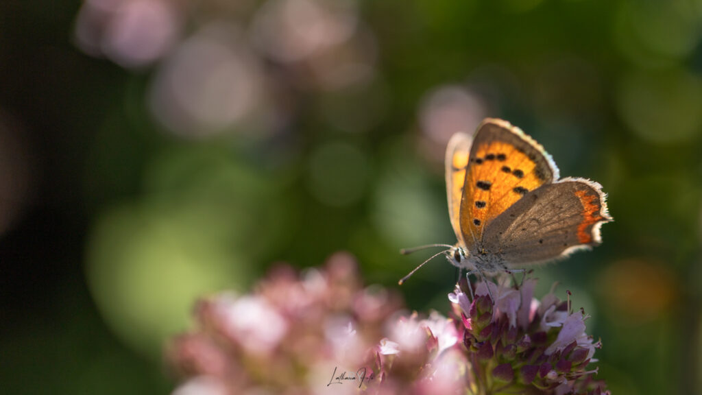 lille ildfugl 280723 i haven -7141