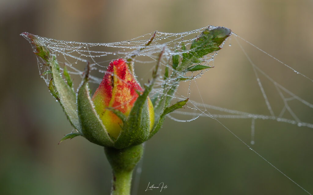 rose i haven 061024 k9a8362-8362
