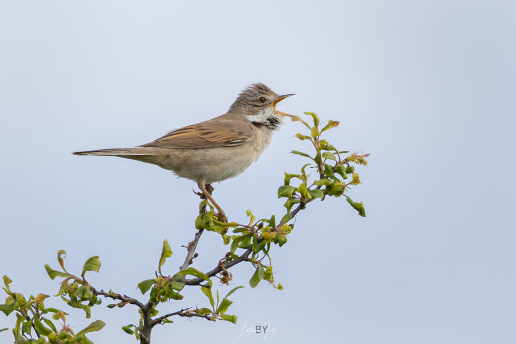 sanglærke 170525 k9a7098-