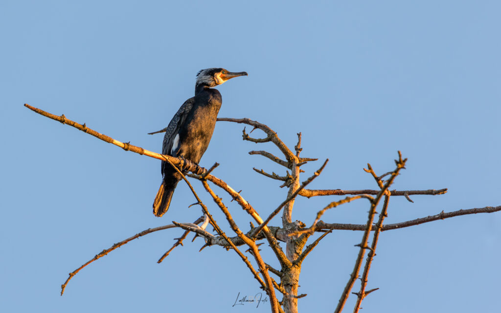 skarv 190324 –