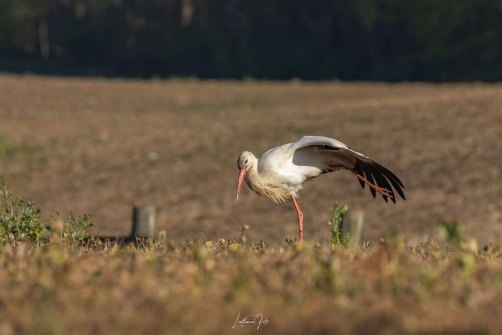 290424 stork k9a8035-