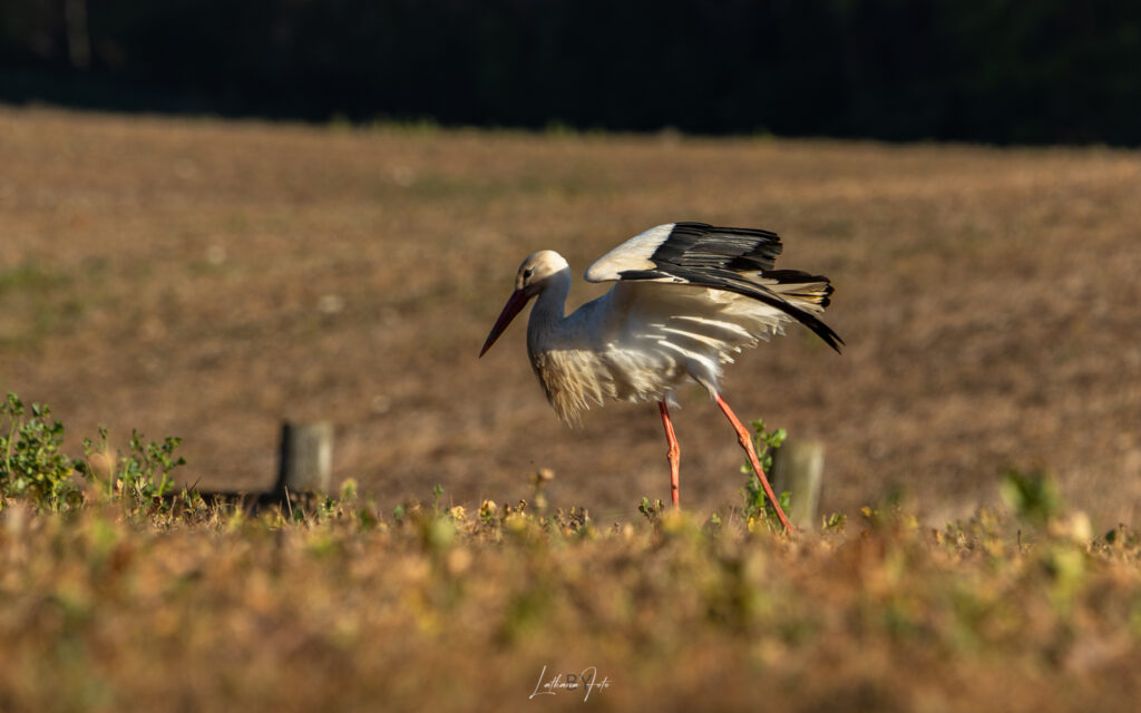 290424 stork k9a8093-