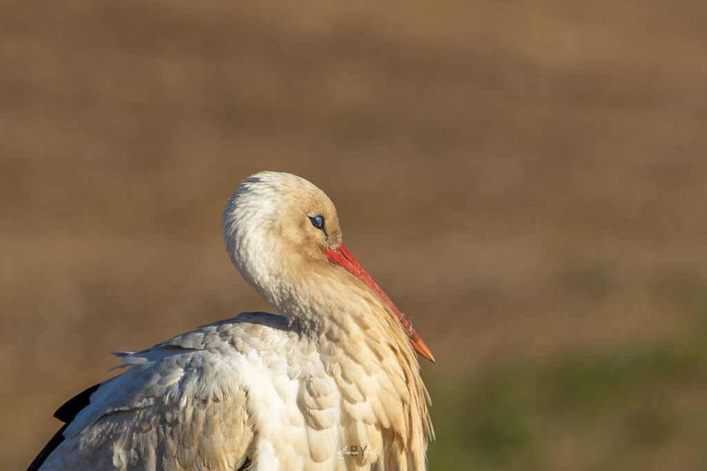 290424 stork i høve k9a8374