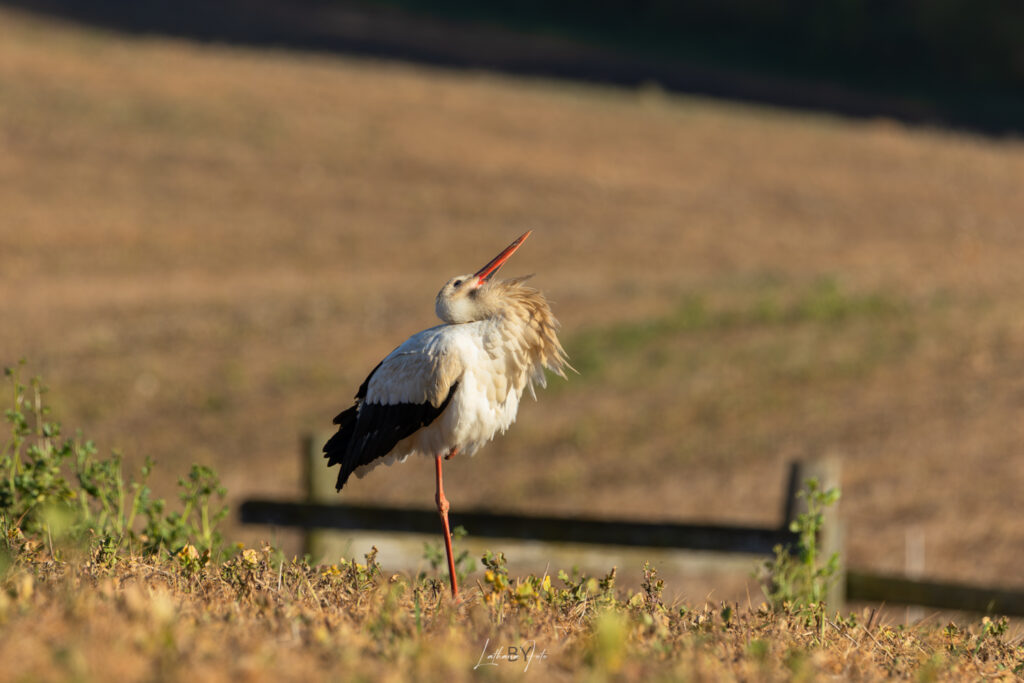 stork 290424 k9a8413-