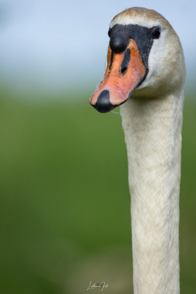 svane 170525 k9a7034-7034