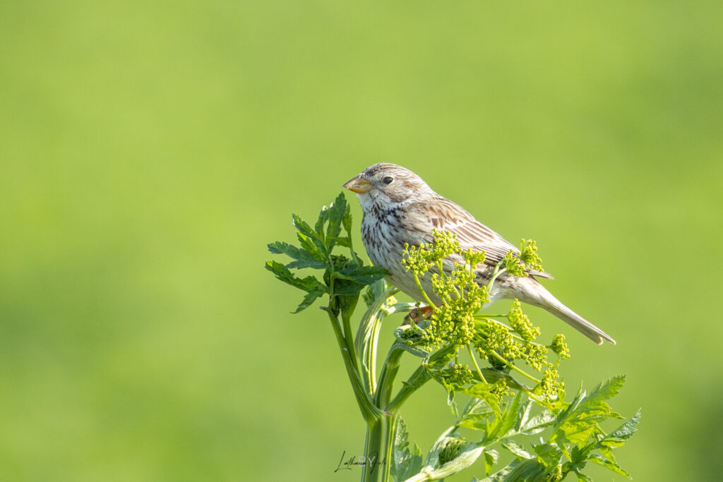 Bomlærke 210625 mg5284-5284