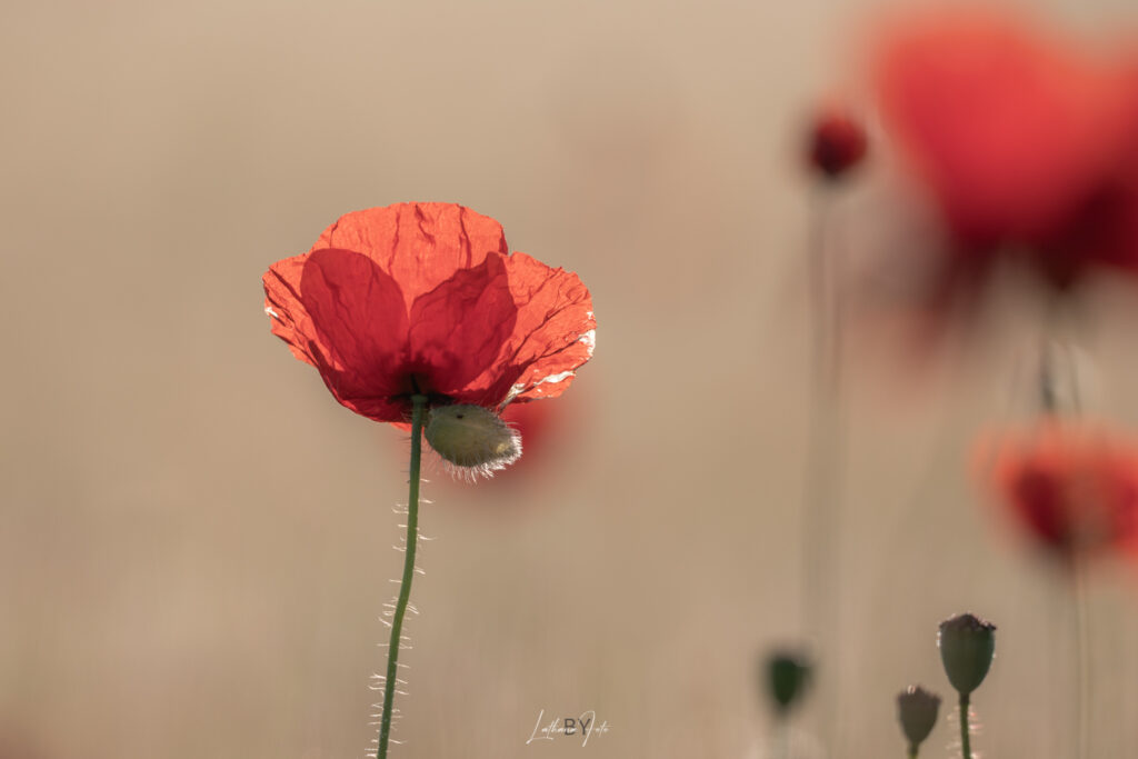 valmuer 120625 mg3858-3858