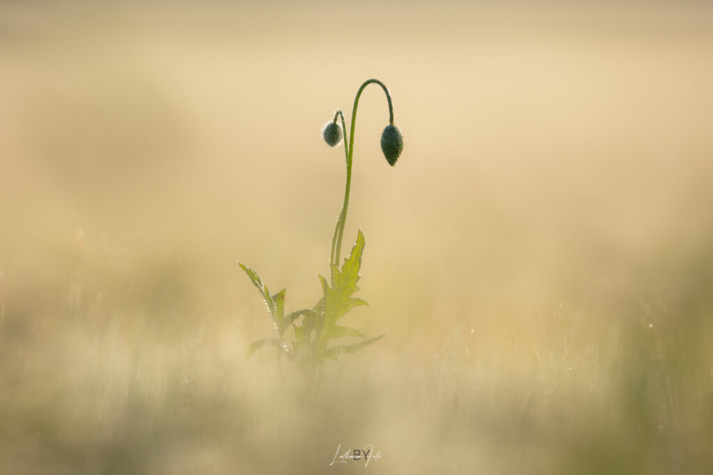 valmuer 120625 mg3895-3895